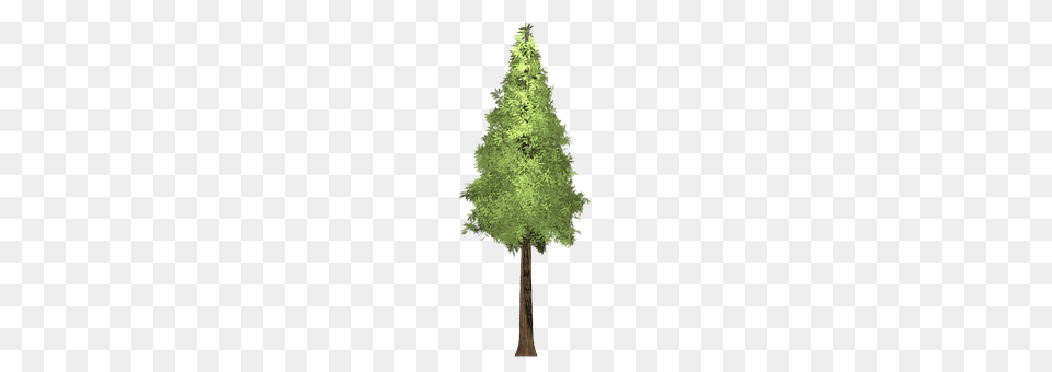Redwood Conifer, Plant, Tree, Fir Free Png Download