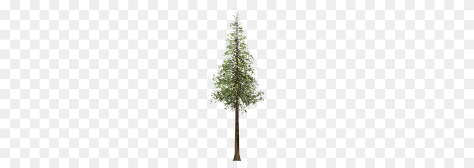 Redwood Plant, Tree, Fir, Pine Png Image