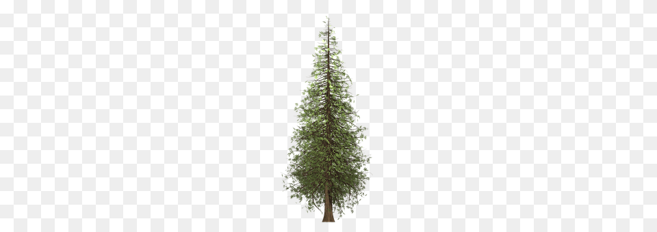 Redwood Conifer, Fir, Plant, Tree Free Png Download