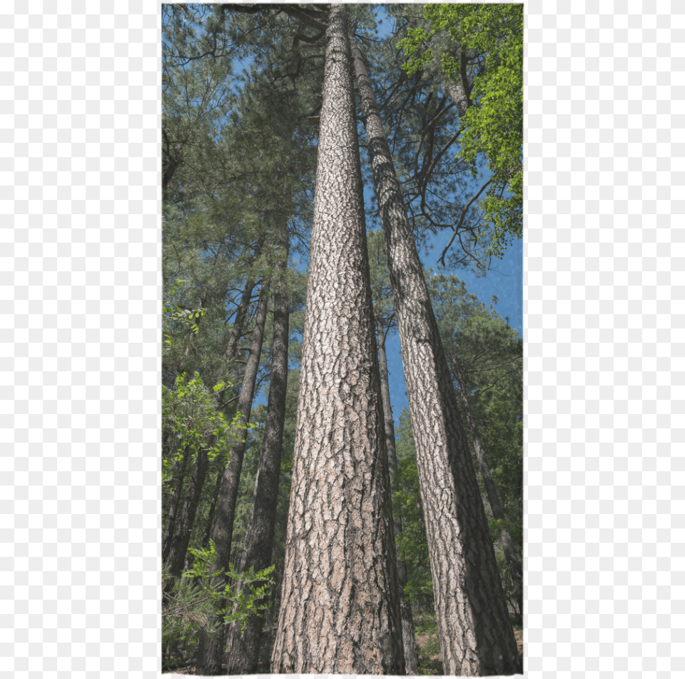 Redwood, Plant, Tree, Tree Trunk, Fir Free Png Download