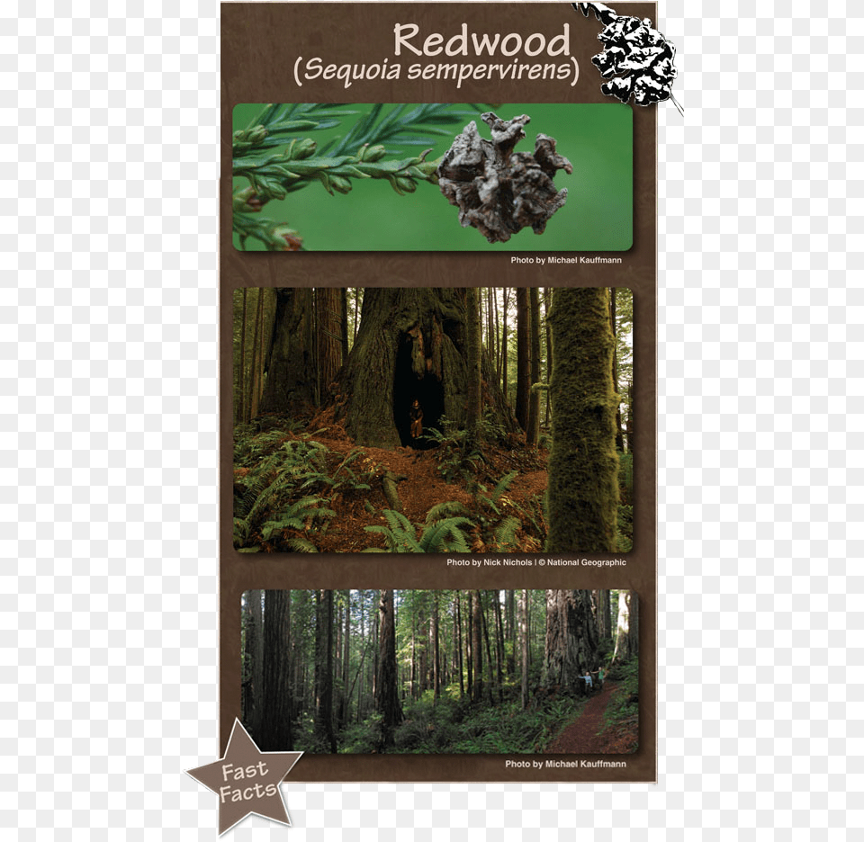 Redwood Forest Natural History Museum Northern Hardwood Forest, Grove, Vegetation, Tree, Rainforest Free Transparent Png