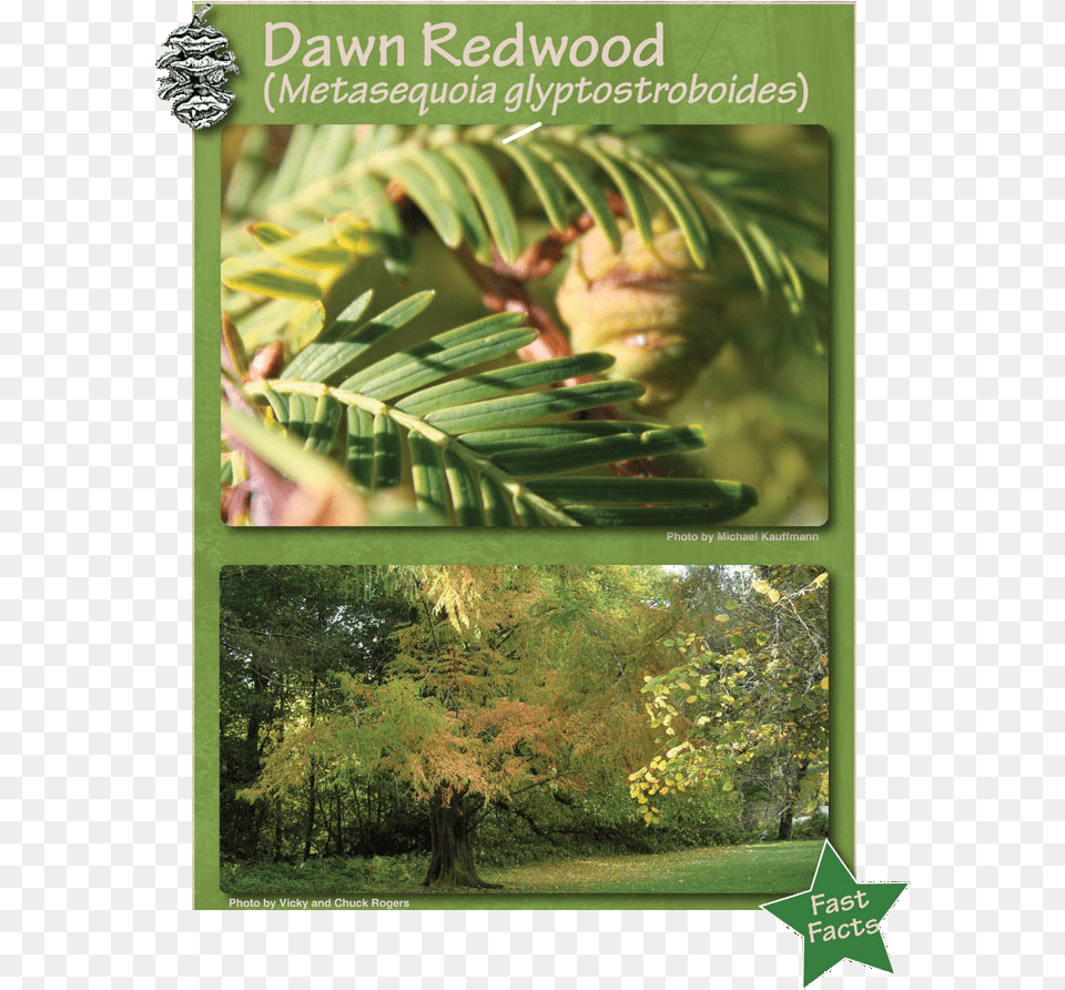 Redwood Forest Temperate Broadleaf And Mixed Forest, Conifer, Vegetation, Tree, Plant Png