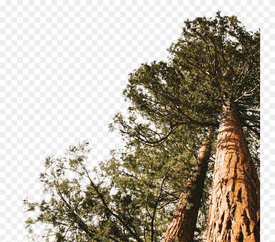 Redwood Forest Redwood, Plant, Tree, Tree Trunk, Fir Png Image