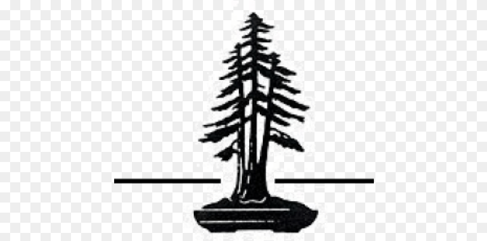 Redwood National And State Parks Coast Vertical, Plant, Tree, Person, Fir Png Image