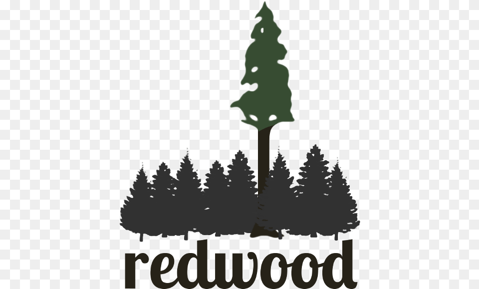 Redwood Redwood Tree Clup Art, Fir, Pine, Plant, Person Free Png Download