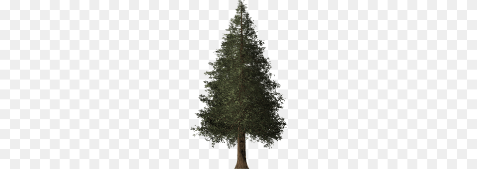 Redwood Tree Fir, Plant, Conifer, Pine Free Transparent Png