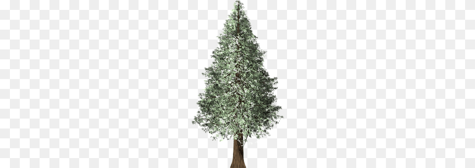 Redwood Tree Plant, Conifer, Fir, Pine Free Png Download