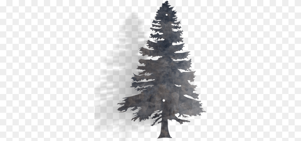 Redwood Tree, Fir, Plant, Pine, Animal Png Image
