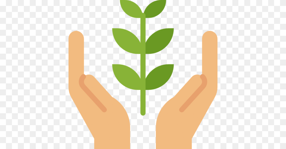 Redwood Tree, Plant, Person, Leaf, Herbs Png Image