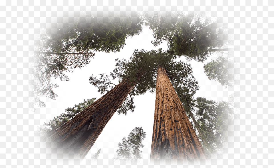 Redwood Tree, Plant, Vegetation, Grove, Land Free Transparent Png
