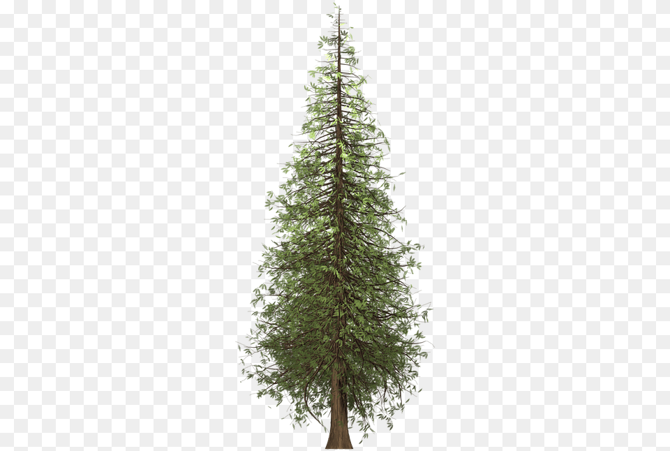 Redwood Tree Background Redwood Tree Transparent, Conifer, Fir, Plant, Pine Png Image