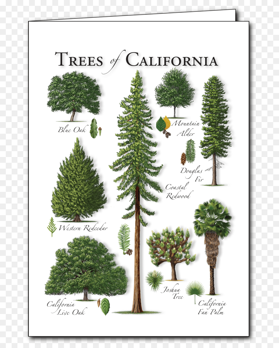 Redwood Tree Boreal Conifer, Fir, Pine, Plant, Vegetation Free Png