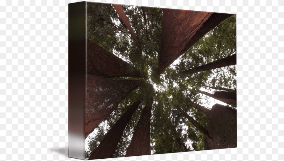 Redwood Tree Canopy Wood, Grove, Land, Nature, Outdoors Free Png Download