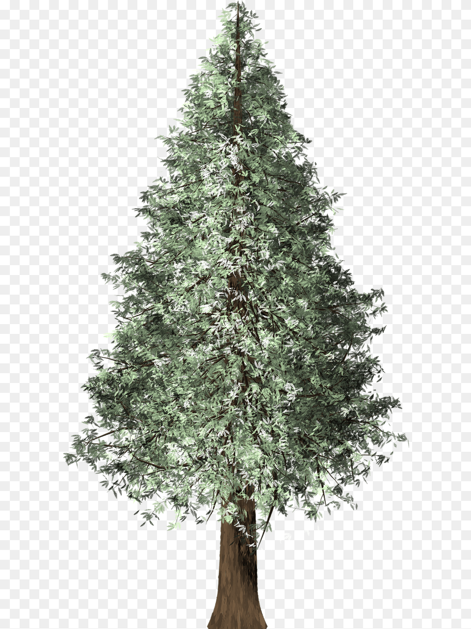 Redwood Tree Christmas Redwood Christmas Tree, Fir, Plant, Conifer, Pine Png Image