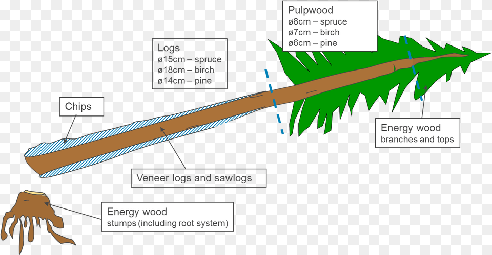 Redwood Tree Diagram Of A Redwood Tree, Blade, Dagger, Knife, Weapon Free Png