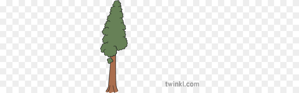 Redwood Tree Illustration Whales And Barnacles Drawing, Conifer, Fir, Plant, Pine Png