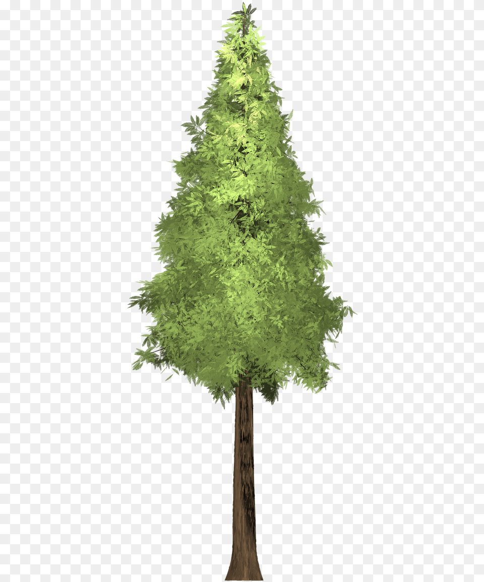 Redwood Tree Painted Giant Sequoia, Conifer, Fir, Plant, Pine Png