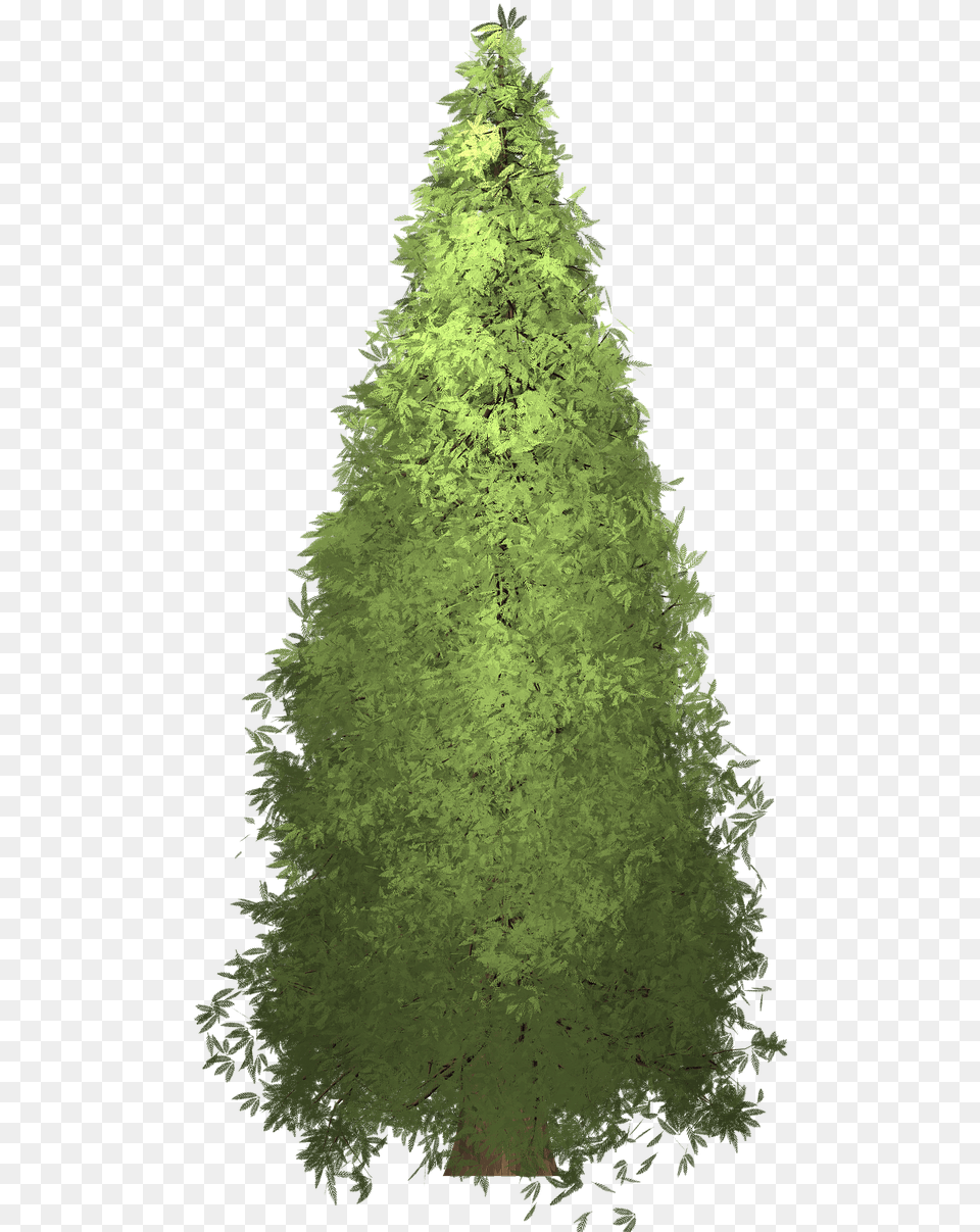 Redwood Tree Painted Tree Photo Tree, Fir, Plant, Pine, Conifer Free Png Download
