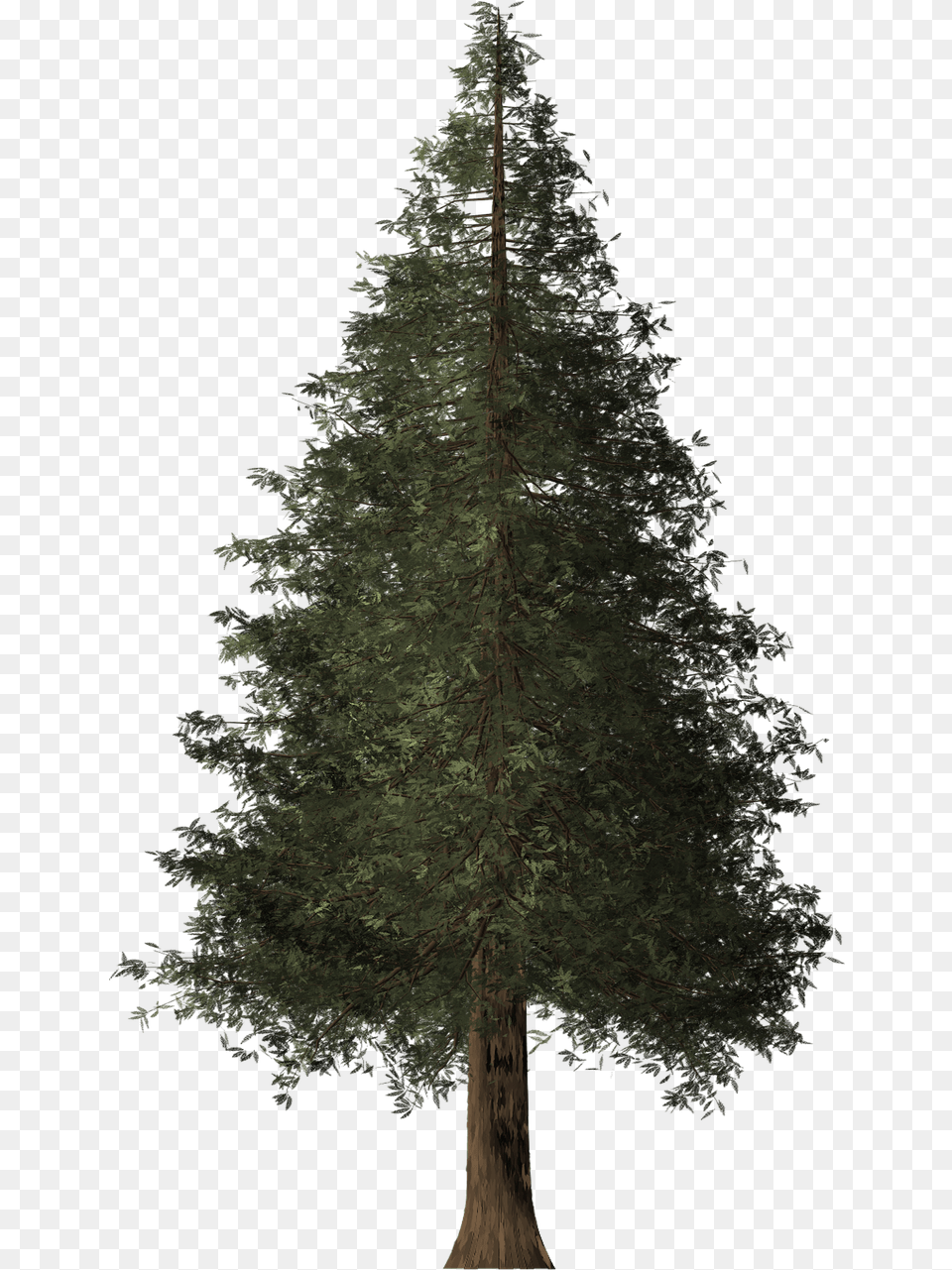 Redwood Tree Pine, Conifer, Fir, Plant Png Image