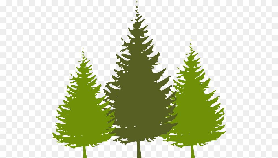 Redwood Tree Redwood Trees Clip Art, Conifer, Fir, Plant, Pine Free Png