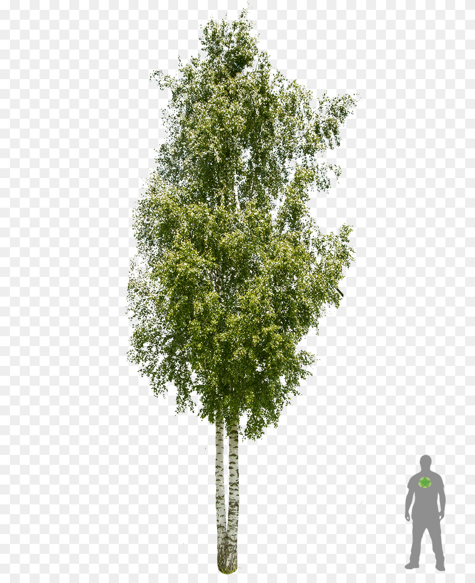 Redwood Tree Tunnels Silver Birch Tree, Plant, Adult, Male, Man Free Png