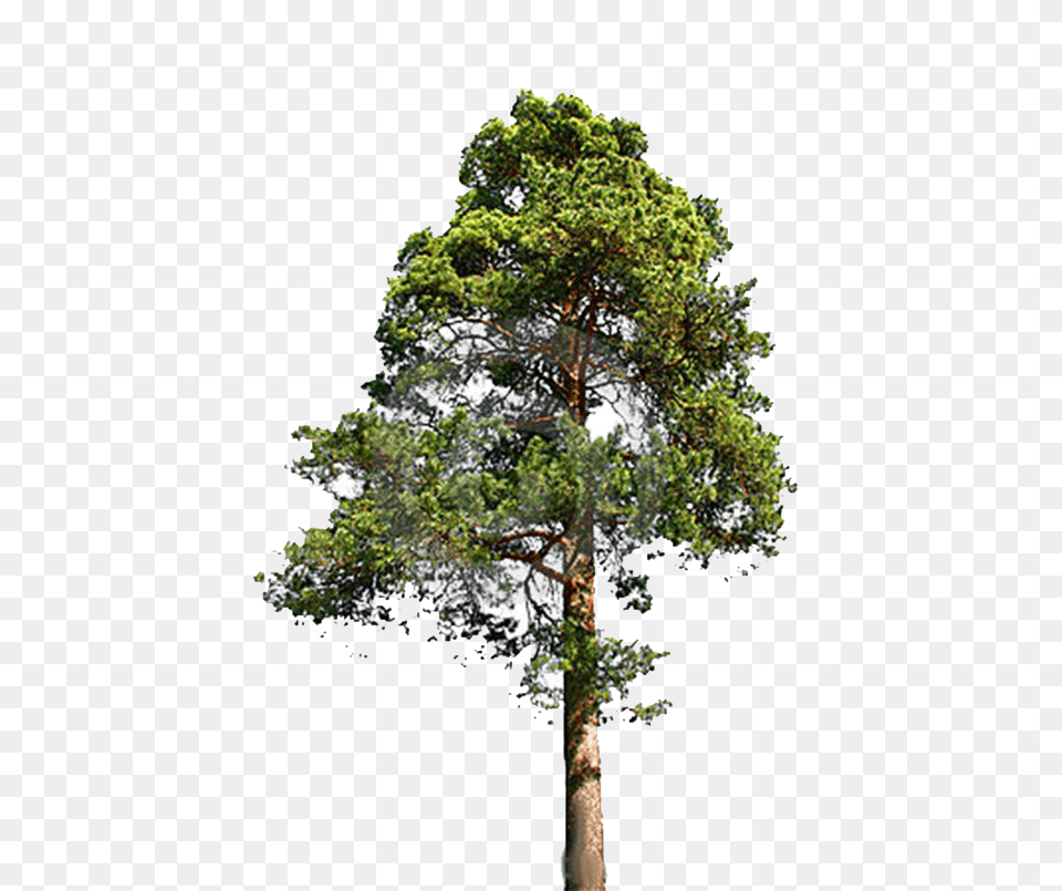 Redwood Trees Clip Art Eastern White Pine Pine Tree, Oak, Plant, Sycamore, Tree Trunk Free Transparent Png