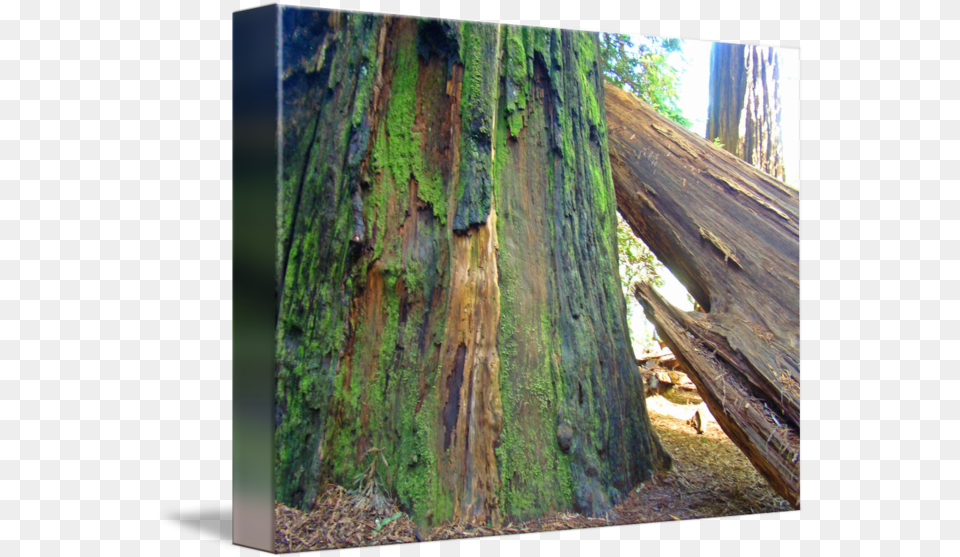 Redwood Trees Fine Art Prints Big Northern Hardwood Forest, Plant, Tree, Tree Trunk Free Transparent Png