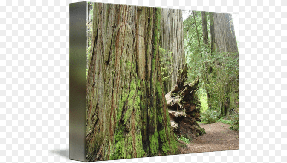 Redwood Trees Forest Art Print Gifts Nature By Baslee Troutman Fine Prints Northern Hardwood Forest, Grove, Vegetation, Tree, Woodland Free Transparent Png