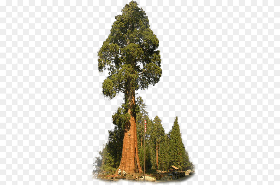 Redwoods And Vectors For Free Sequoia Tree Transparent Background, Conifer, Plant, Vegetation, Tree Trunk Png