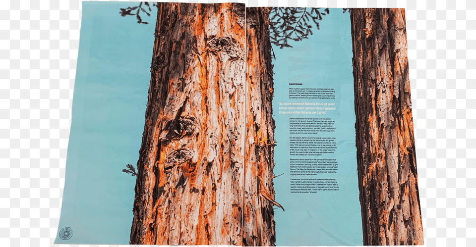 Redwoods Print U0026 Digital Publication U2014 Madison Sheldon Redwood Tree, Plant, Tree Trunk Free Png