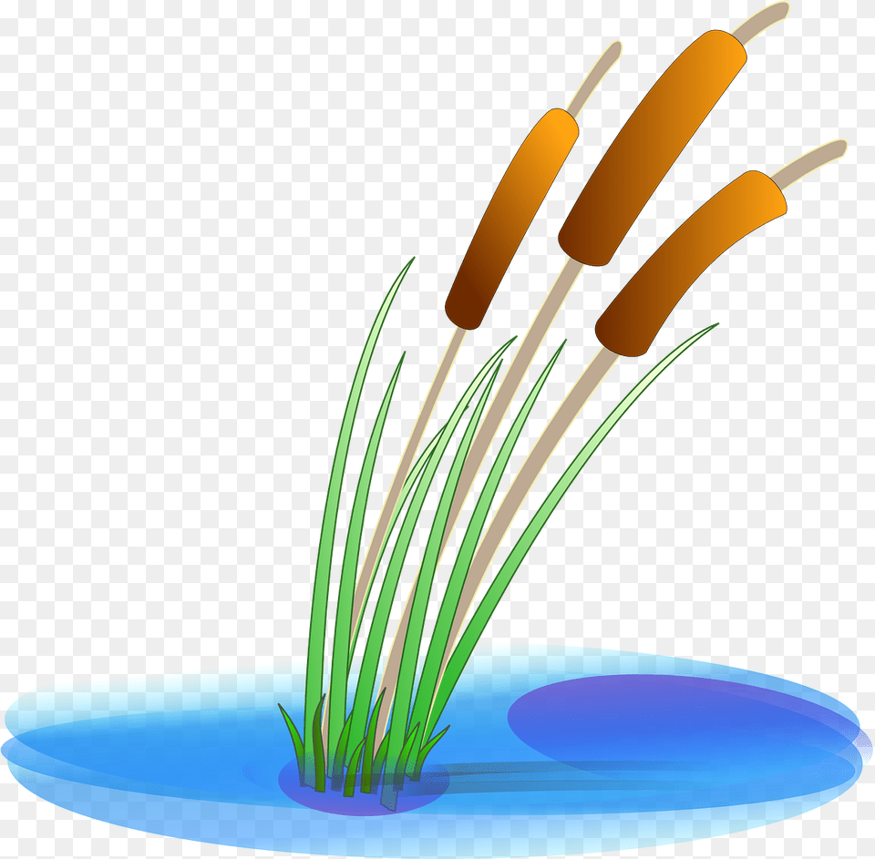 Reed Clip Arts Reed Clipart, Plant, Anther, Flower, Flower Arrangement Free Transparent Png
