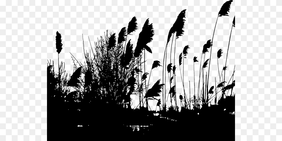 Reed Clipart Silhouette Reeds Silhouette, Gray Png Image