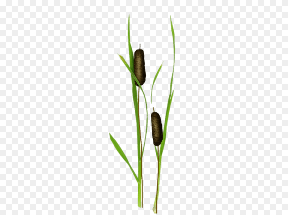 Reed Illustration, Plant, Grass, Leaf, Animal Free Png