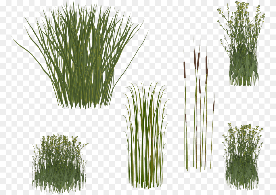 Reeds, Grass, Plant, Vegetation, Agropyron Free Transparent Png