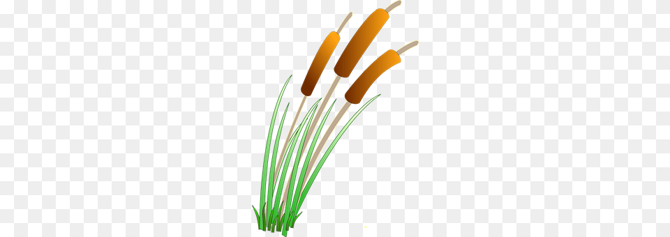 Reeds Smoke Pipe, Plant, Reed Png