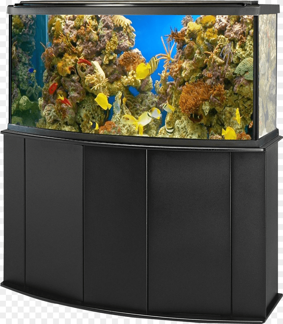 Reef Aquarium Fish Tank, Animal, Sea Life, Water, Aquatic Free Png