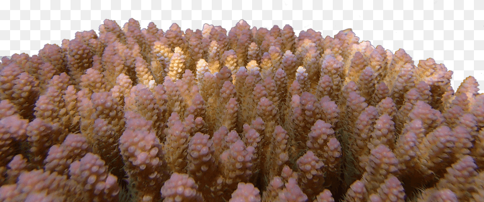 Reef Building Corals Are Among The Most Vulnerable Underwater, Animal, Coral Reef, Nature, Outdoors Png