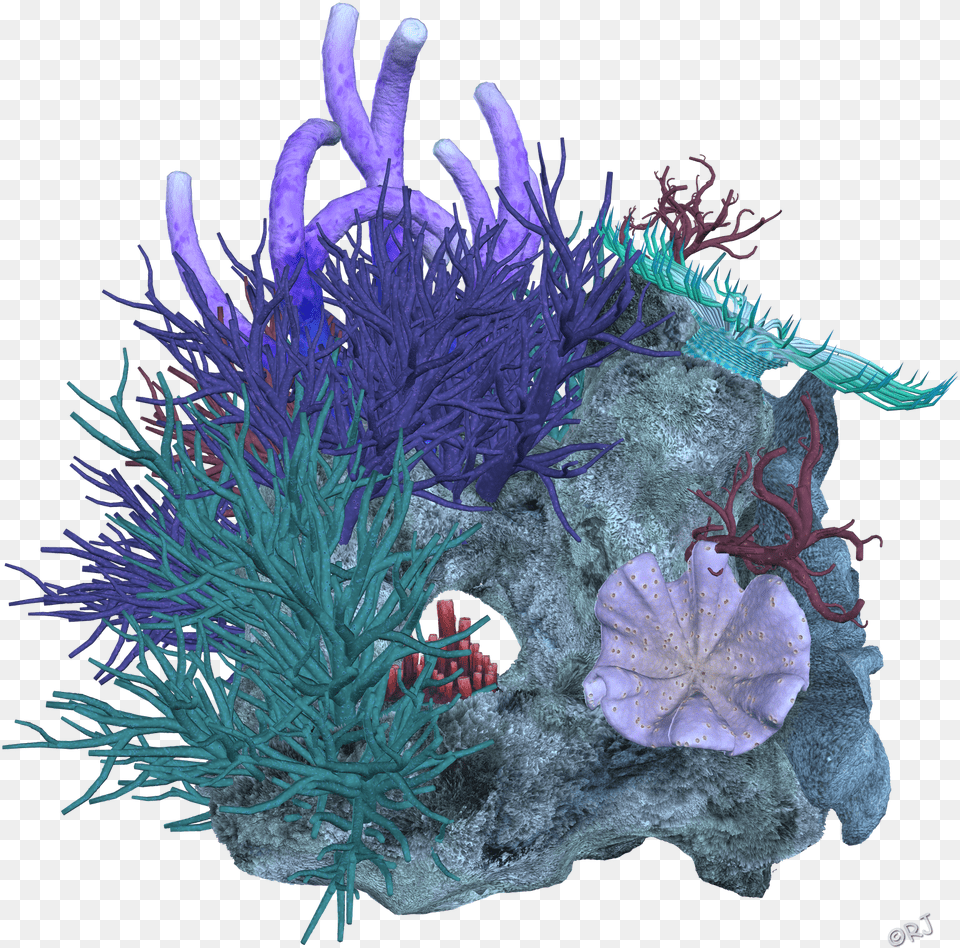 Reef Deep Sea Transprent Coral Image Background, Water, Sea Life, Plant, Outdoors Free Transparent Png