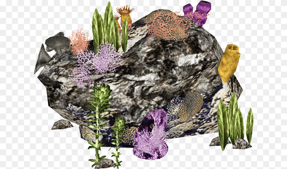 Reef Japanische Riesenkrabbe, Mineral, Plant, Animal, Sea Life Free Transparent Png