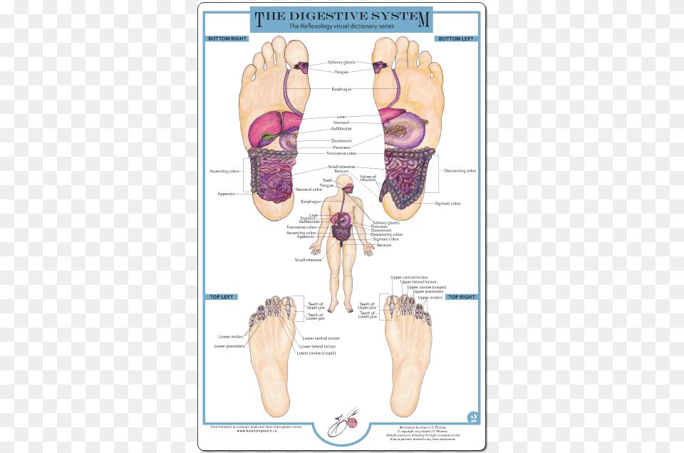 Reflexology Foot Charts Collection Reflexology And The Digestive System, Adult, Bride, Female, Person Free Transparent Png