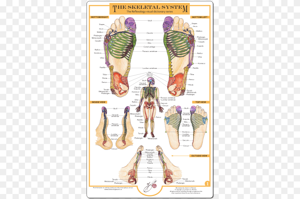 Reflexology Of The Foot The Skeletal System, Footwear, Sandal, Clothing, Person Png Image