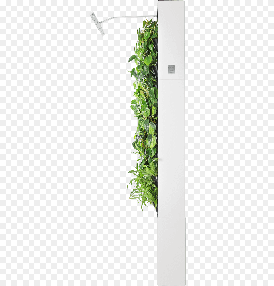 Refrigerator, Plant, Potted Plant, Vine, Jar Free Png Download