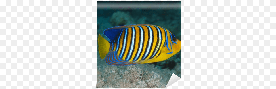 Regal Angelfish, Animal, Fish, Sea Life Png Image