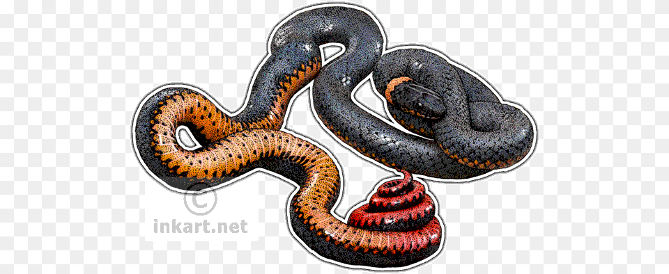 Regal Ringneck Snake Regal Ringneck Snake Throw Blanket, Animal, Reptile Png Image