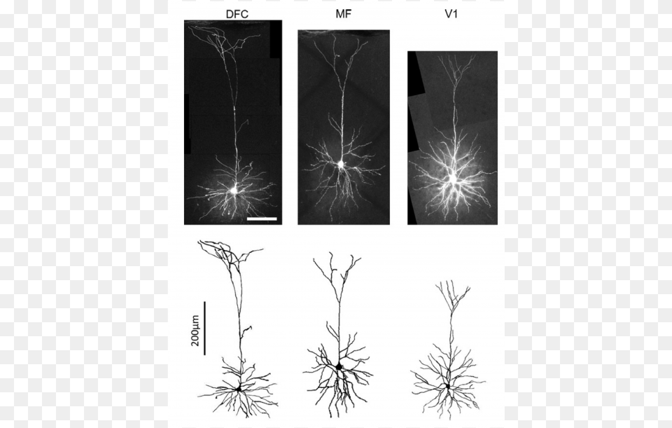 Regional Specialization Of Pyramidal Neuron Morphology Sketch, Plant, Art Png Image