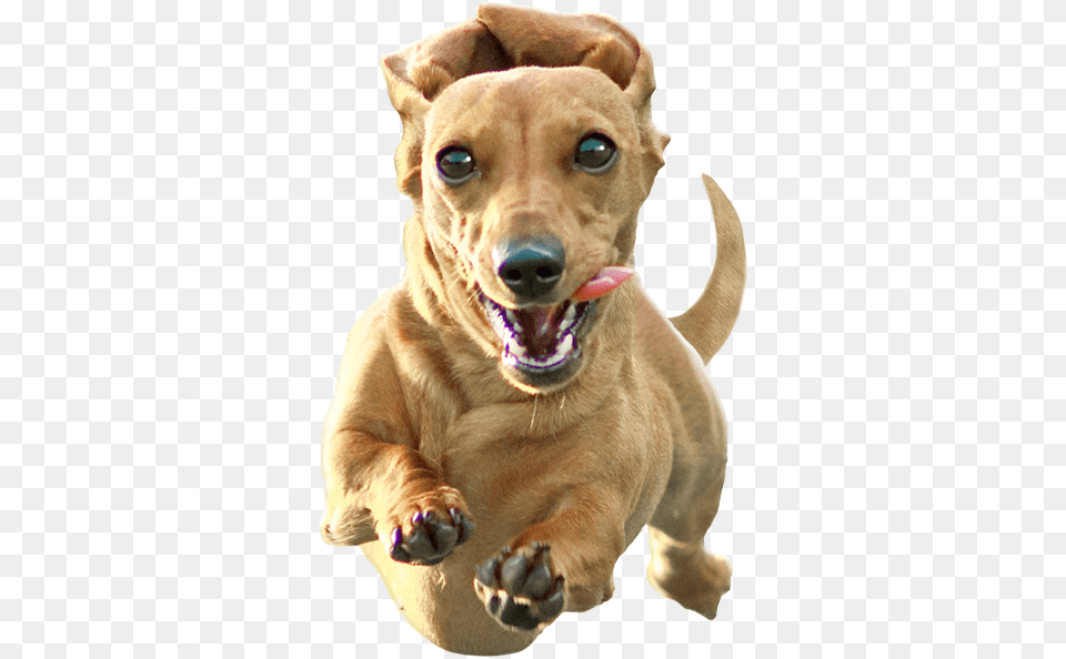 Register Here Dachshund, Animal, Canine, Dog, Puppy Free Transparent Png