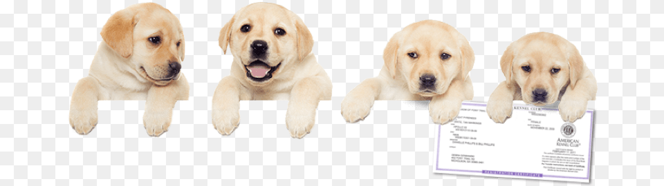 Register Your Dog With The American Kennel Club Today Labrador Retriever, Animal, Canine, Mammal, Pet Png