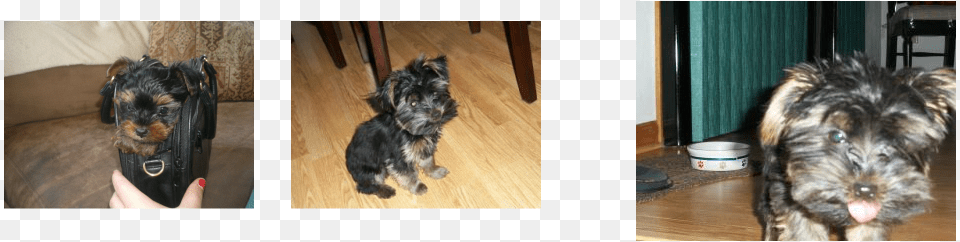 Registered And Come With A Health Guarantee From My Wisconsin, Animal, Canine, Dog, Mammal Free Transparent Png