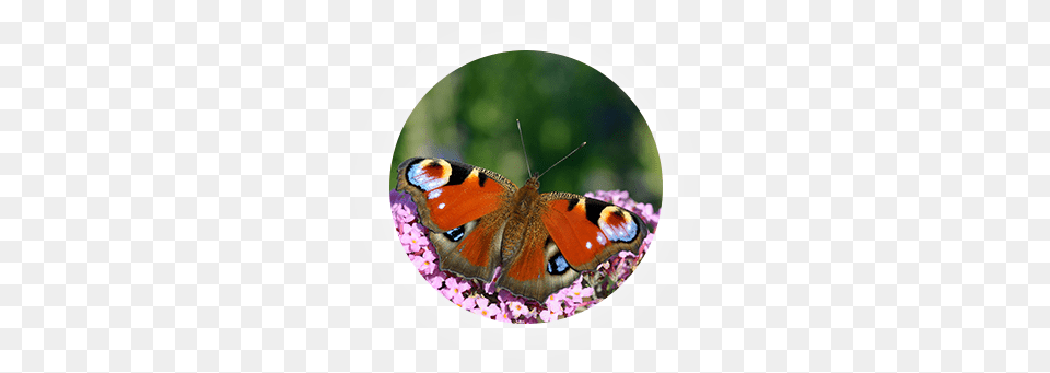Regular Buddleja Bushes Can Grow Quote Large So This Aglais Io, Animal, Butterfly, Insect, Invertebrate Free Transparent Png