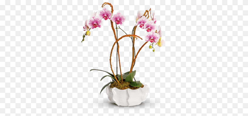 Regular Orchids Pusateri, Flower, Flower Arrangement, Ikebana, Plant Png Image